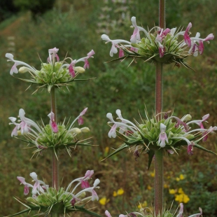 Morina persica